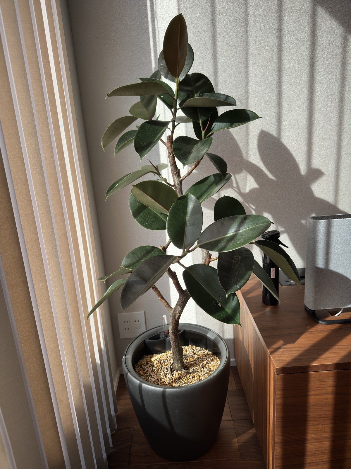 アンテナ主のリビングのフィカスバーガンディ（LECHUZA鉢植え）