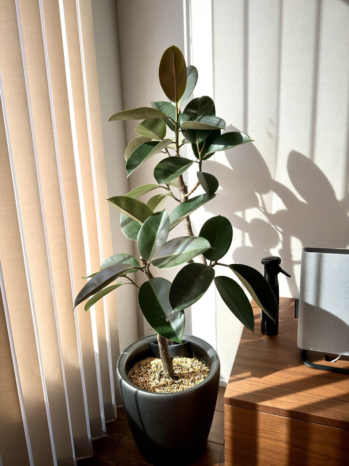 アンテナ主のリビング全景｜フィカスバーガンディとLECHUZAの組み合わせ