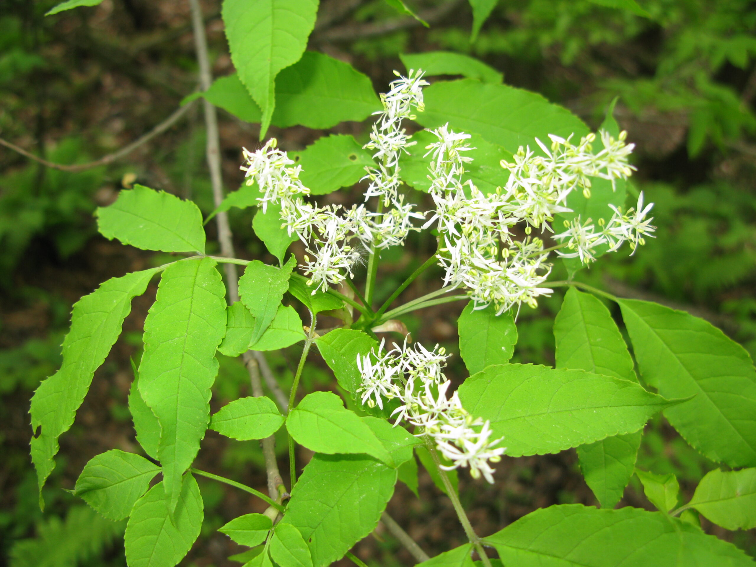 シンボルツリーの定番アオダモ（Fraxinus lanuginosa）