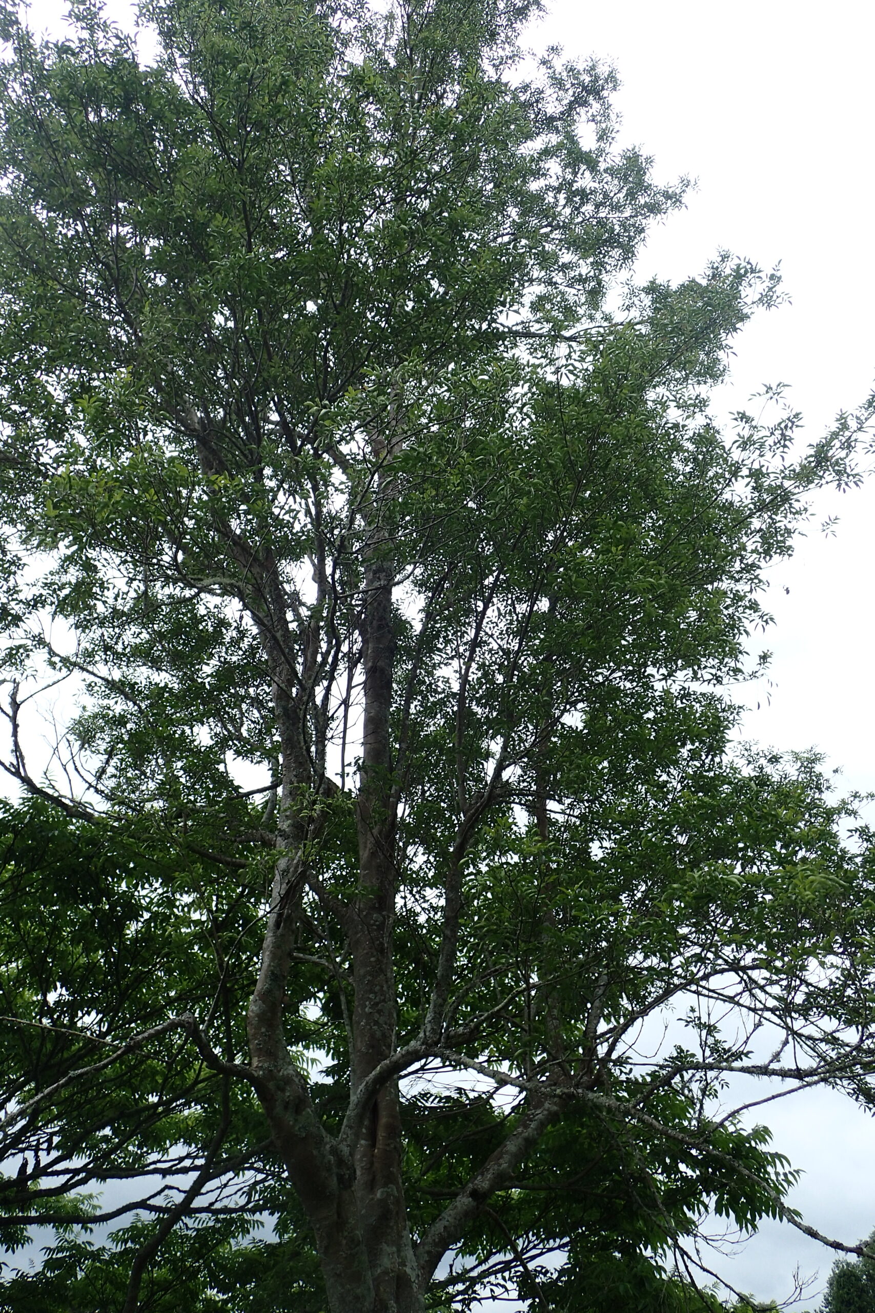 常緑樹のシマトネリコ（Fraxinus griffithii）